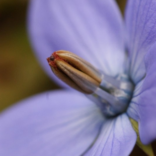 Codonopsis clematidea